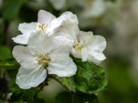 Apfelbaum Blüten